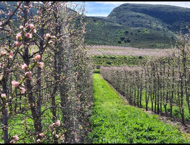 FARM FOR SALE IN MONTAGU